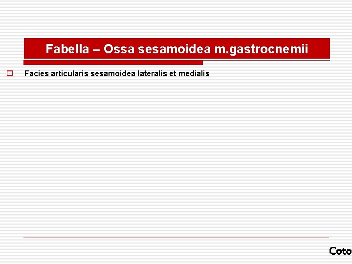 Fabella – Ossa sesamoidea m. gastrocnemii o Facies articularis sesamoidea lateralis et medialis Coto