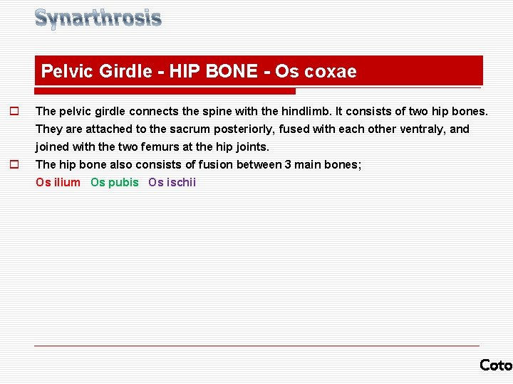 Pelvic Girdle - HIP BONE - Os coxae o The pelvic girdle connects the