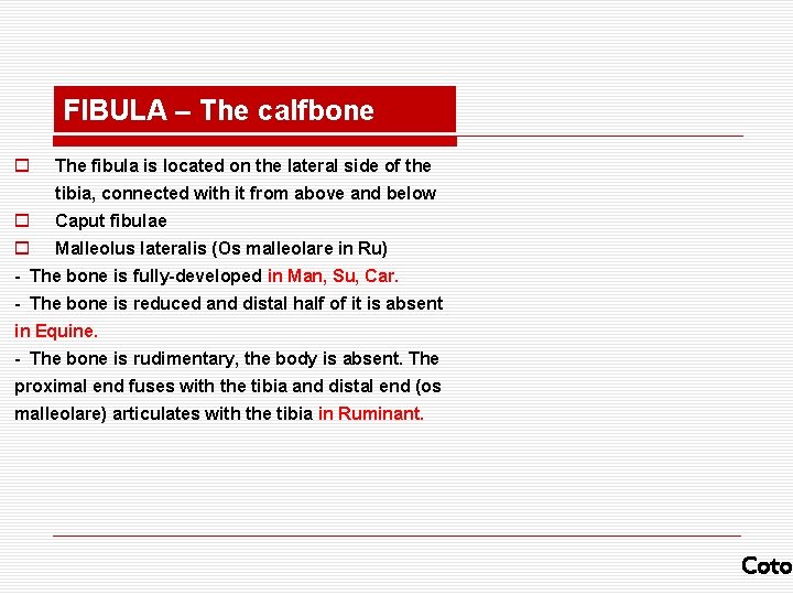 FIBULA – The calfbone o The fibula is located on the lateral side of