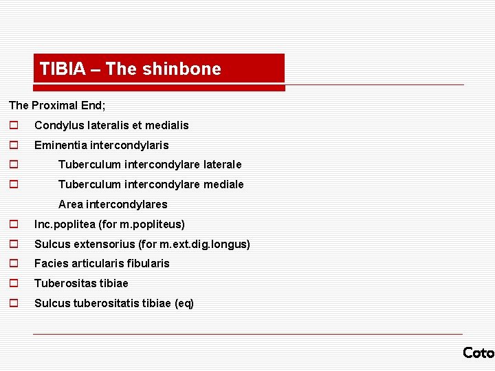 TIBIA – The shinbone The Proximal End; o Condylus lateralis et medialis o Eminentia