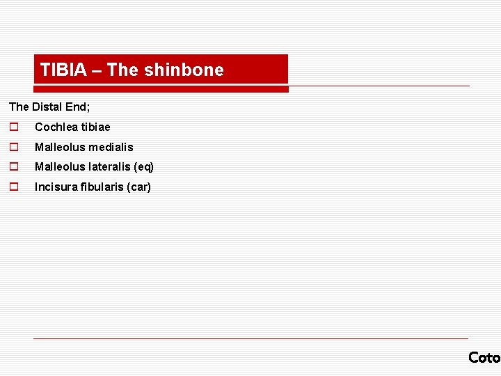 TIBIA – The shinbone The Distal End; o Cochlea tibiae o Malleolus medialis o