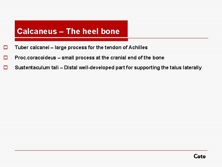 Calcaneus – The heel bone o Tuber calcanei – large process for the tendon