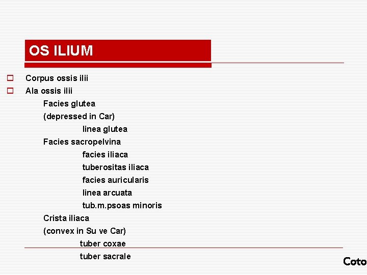 OS ILIUM o Corpus ossis ilii o Ala ossis ilii Facies glutea (depressed in