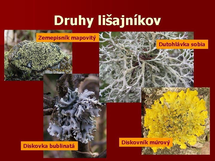 Druhy lišajníkov Zemepisník mapovitý Dutohlávka sobia Diskovka bublinatá Diskovník múrový 