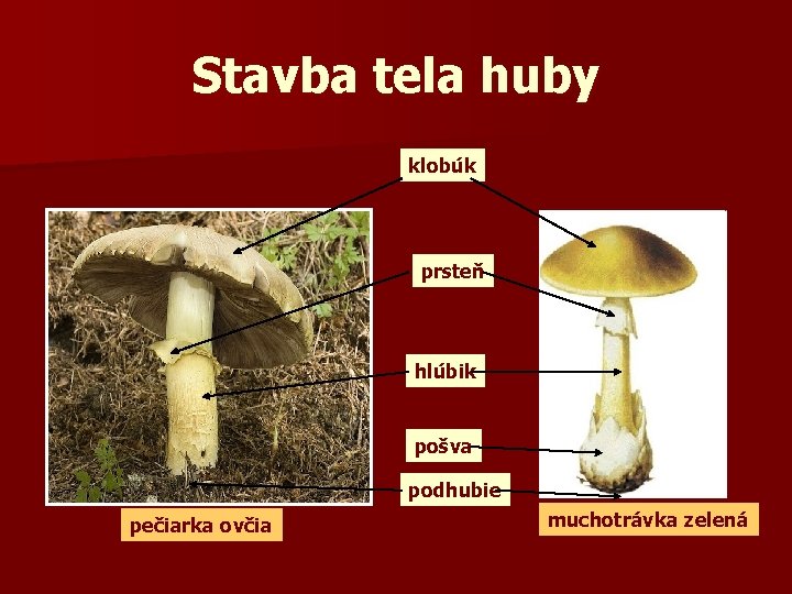 Stavba tela huby klobúk prsteň hlúbik pošva podhubie pečiarka ovčia muchotrávka zelená 