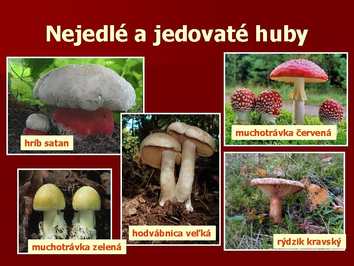 Nejedlé a jedovaté huby muchotrávka červená hríb satan hodvábnica veľká muchotrávka zelená rýdzik kravský