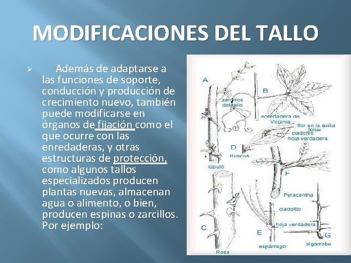 MODIFICACIONES DEL TALLO Ø Además de adaptarse a las funciones de soporte, conducción y