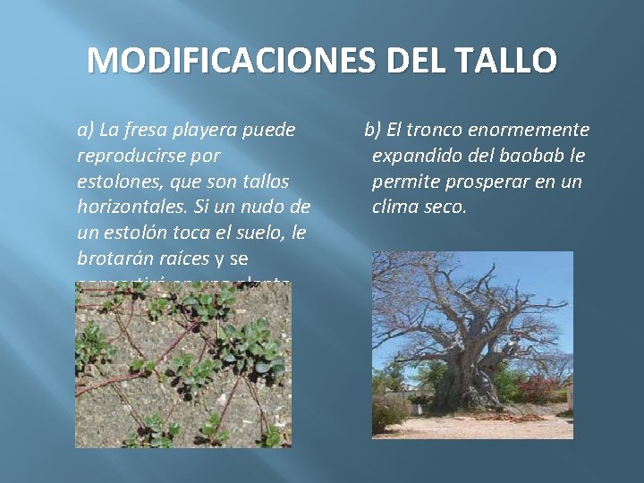 MODIFICACIONES DEL TALLO a) La fresa playera puede reproducirse por estolones, que son tallos