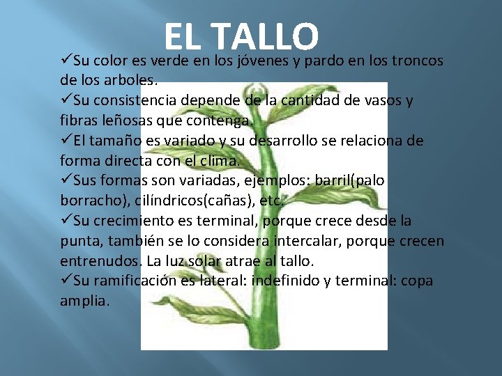 EL TALLO üSu color es verde en los jóvenes y pardo en los troncos