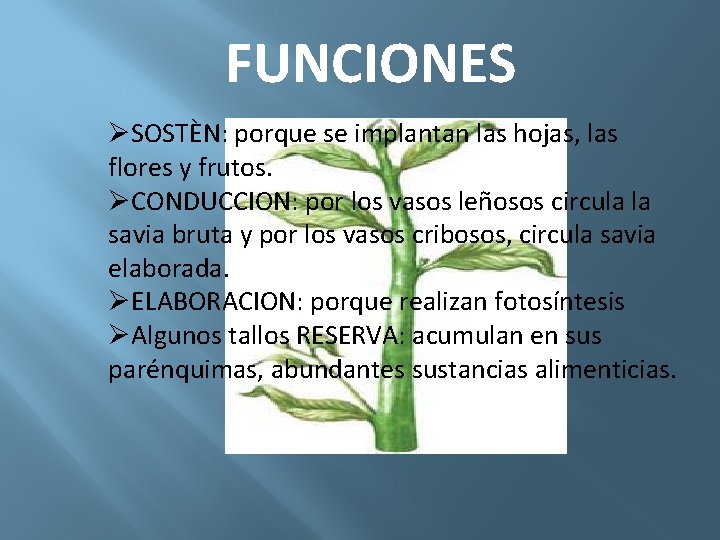 FUNCIONES ØSOSTÈN: porque se implantan las hojas, las flores y frutos. ØCONDUCCION: por los