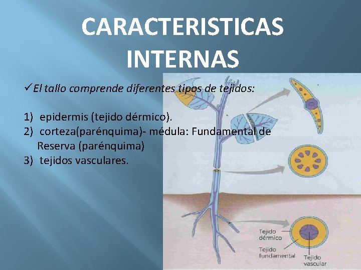 CARACTERISTICAS INTERNAS üEl tallo comprende diferentes tipos de tejidos: 1) epidermis (tejido dérmico). 2)