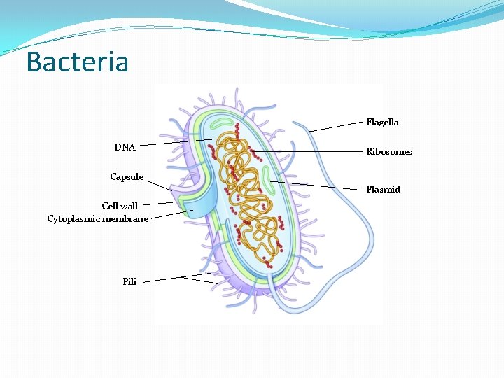 Bacteria Flagella DNA Ribosomes Capsule Plasmid Cell wall Cytoplasmic membrane Pili 