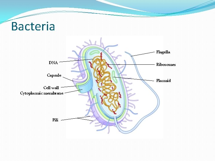 Bacteria Flagella DNA Ribosomes Capsule Plasmid Cell wall Cytoplasmic membrane Pili  Bacteria Flagella DNA Ribosomes Capsule Plasmid Cell wall Cytoplasmic membrane Pili