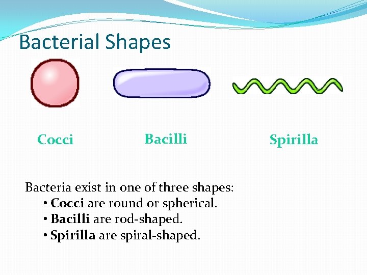 Bacterial Shapes Cocci Bacilli Bacteria exist in one of three shapes: • Cocci are