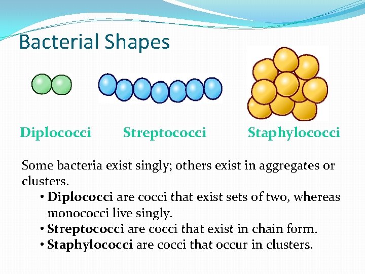 Bacterial Shapes Diplococci Streptococci Staphylococci Some bacteria exist singly; others exist in aggregates or