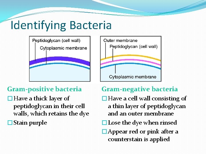 Identifying Bacteria Gram-positive bacteria Gram-negative bacteria �Have a thick layer of peptidoglycan in their