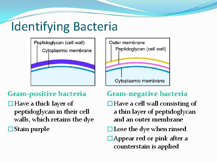 Identifying Bacteria Gram-positive bacteria Gram-negative bacteria �Have a thick layer of peptidoglycan in their Identifying Bacteria Gram-positive bacteria Gram-negative bacteria �Have a thick layer of peptidoglycan in their