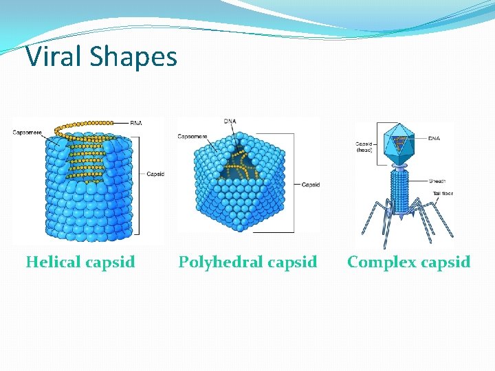 Viral Shapes Helical capsid Polyhedral capsid Complex capsid  Viral Shapes Helical capsid Polyhedral capsid Complex capsid