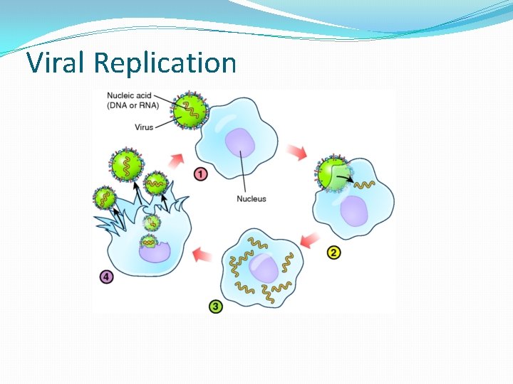 Viral Replication  Viral Replication