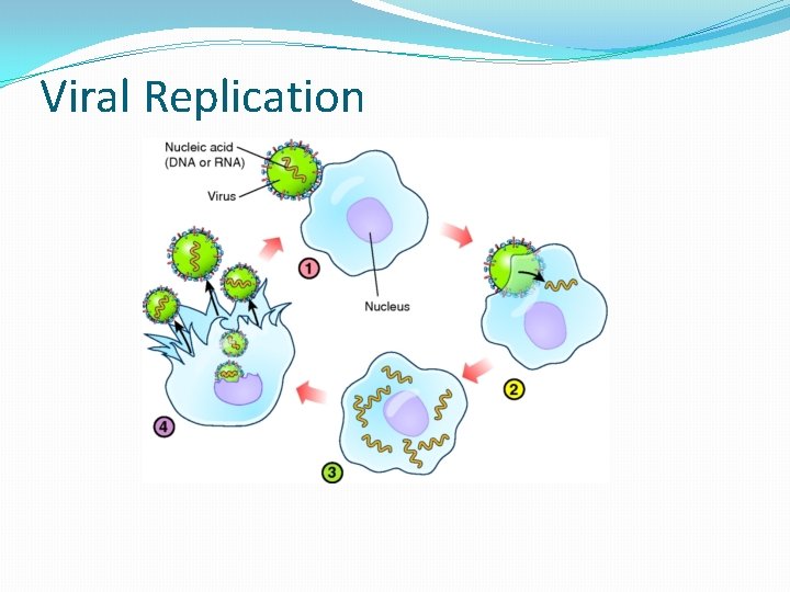 Viral Replication 