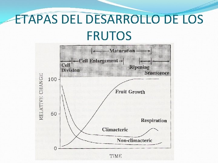 ETAPAS DEL DESARROLLO DE LOS FRUTOS 