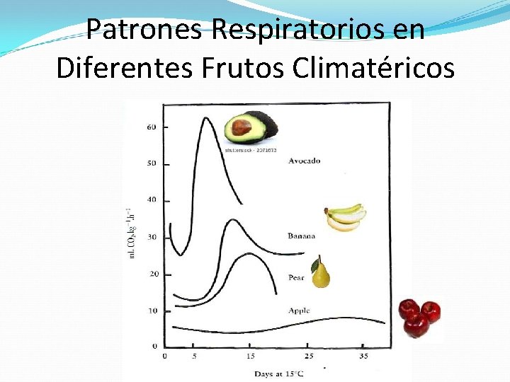 Patrones Respiratorios en Diferentes Frutos Climatéricos 