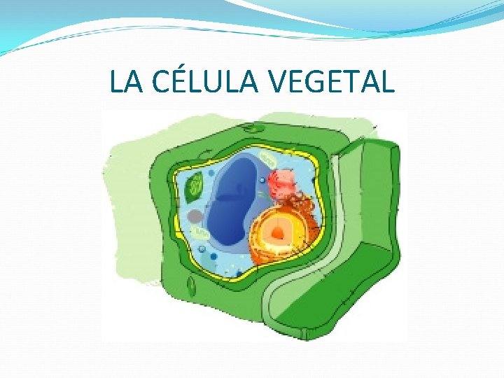 LA CÉLULA VEGETAL 