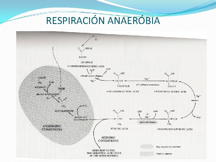 RESPIRACIÓN ANAERÓBIA 