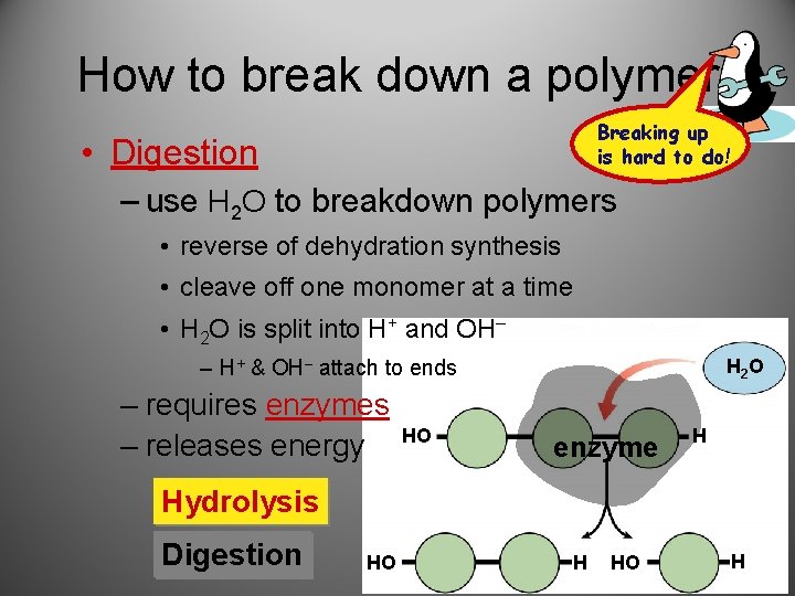 How to break down a polymer Breaking up is hard to do! • Digestion