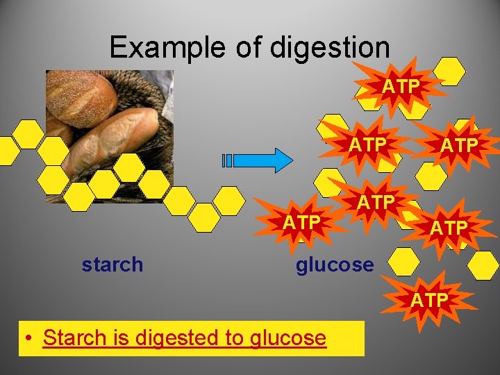 Example of digestion ATP ATP starch ATP ATP glucose ATP • Starch is digested