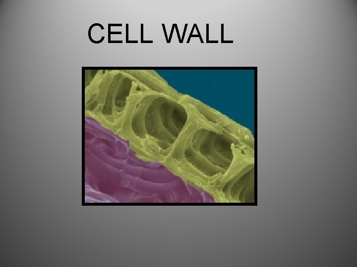 CELL WALL 