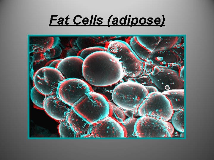 Fat Cells (adipose) 
