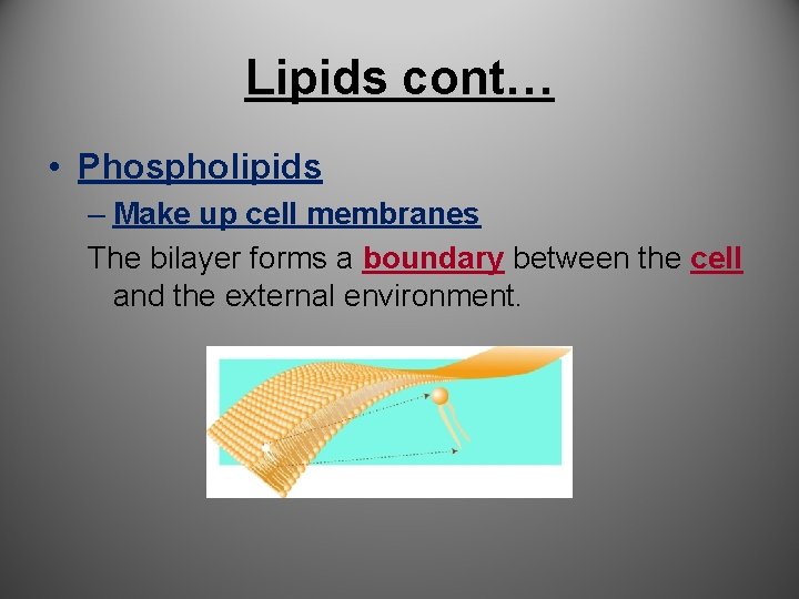 Lipids cont… • Phospholipids – Make up cell membranes The bilayer forms a boundary