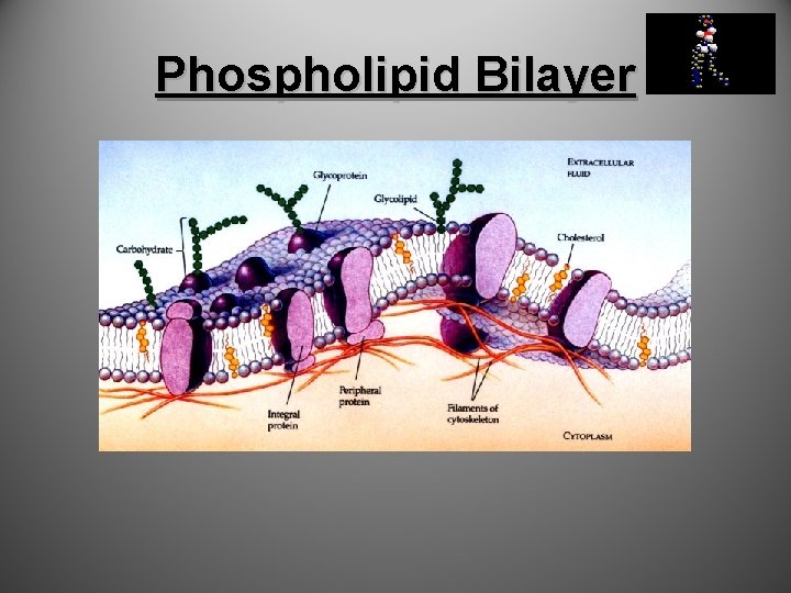 Phospholipid Bilayer 