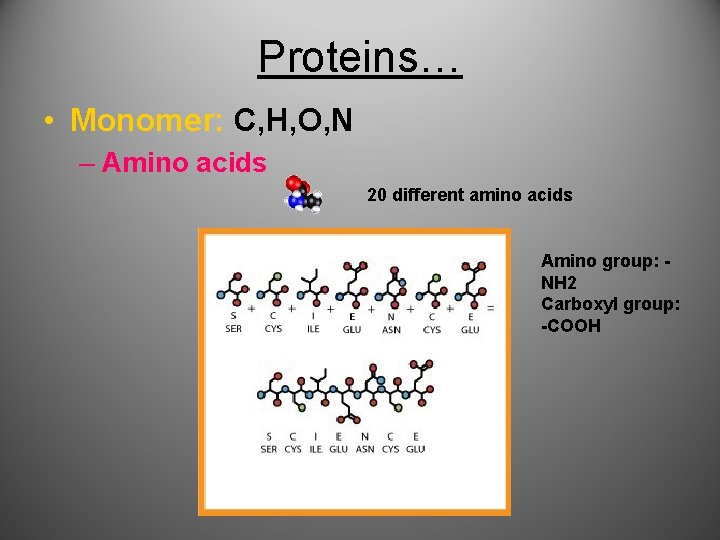 Proteins… • Monomer: C, H, O, N – Amino acids 20 different amino acids