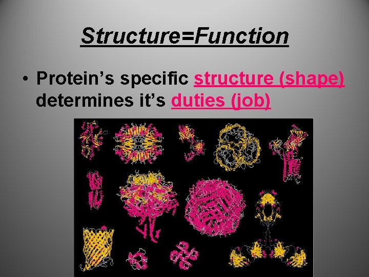 Structure=Function • Protein’s specific structure (shape) determines it’s duties (job) 