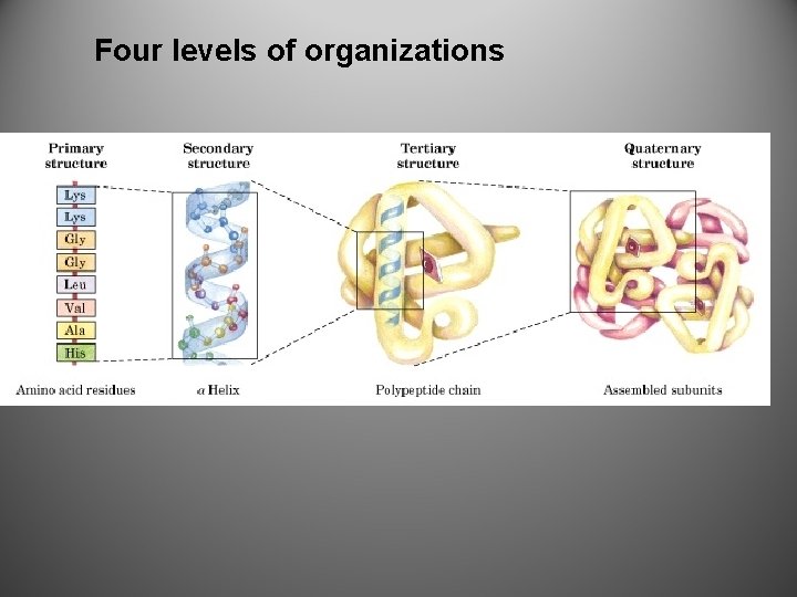 Four levels of organizations 