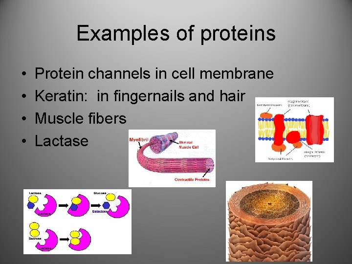 Examples of proteins • • Protein channels in cell membrane Keratin: in fingernails and