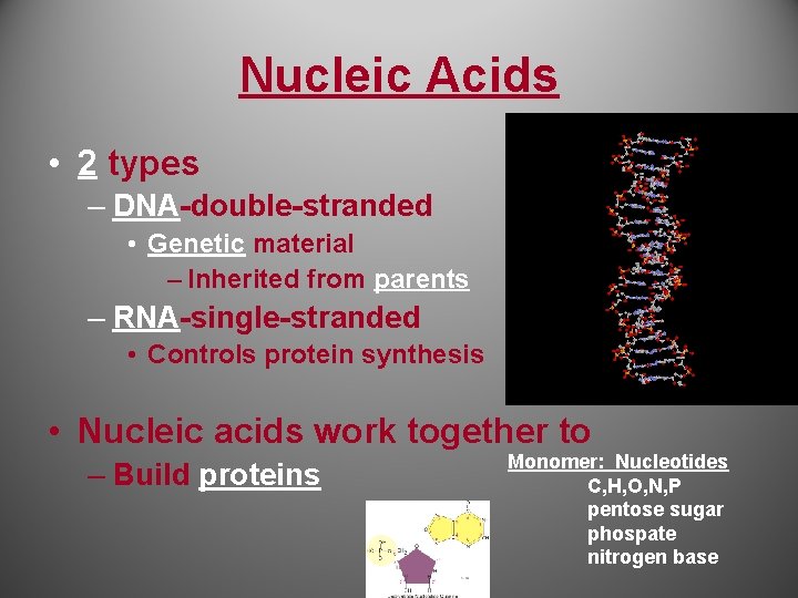 Nucleic Acids • 2 types – DNA-double-stranded • Genetic material – Inherited from parents