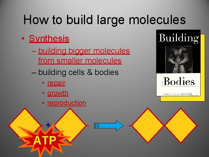 How to build large molecules • Synthesis – building bigger molecules from smaller molecules