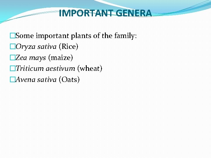 IMPORTANT GENERA �Some important plants of the family: �Oryza sativa (Rice) �Zea mays (maize)