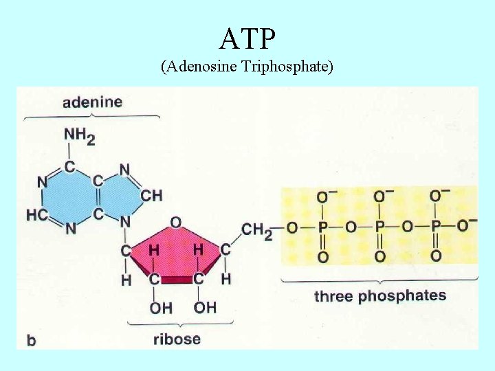 ATP (Adenosine Triphosphate) 