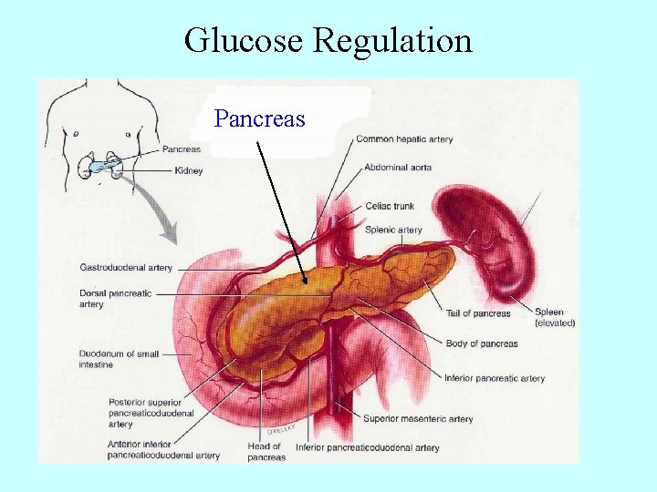 Glucose Regulation Pancreas 