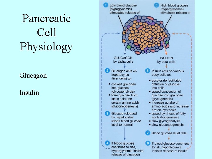 Pancreatic Cell Physiology Glucagon Insulin 