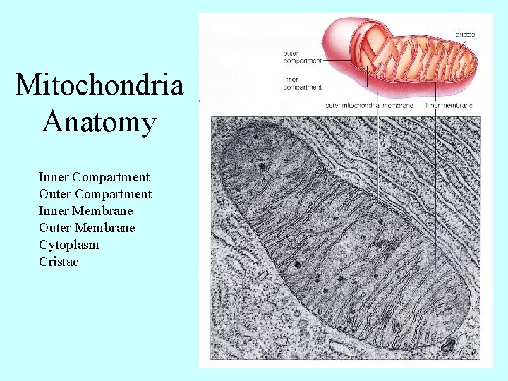 Mitochondria Anatomy Inner Compartment Outer Compartment Inner Membrane Outer Membrane Cytoplasm Cristae 