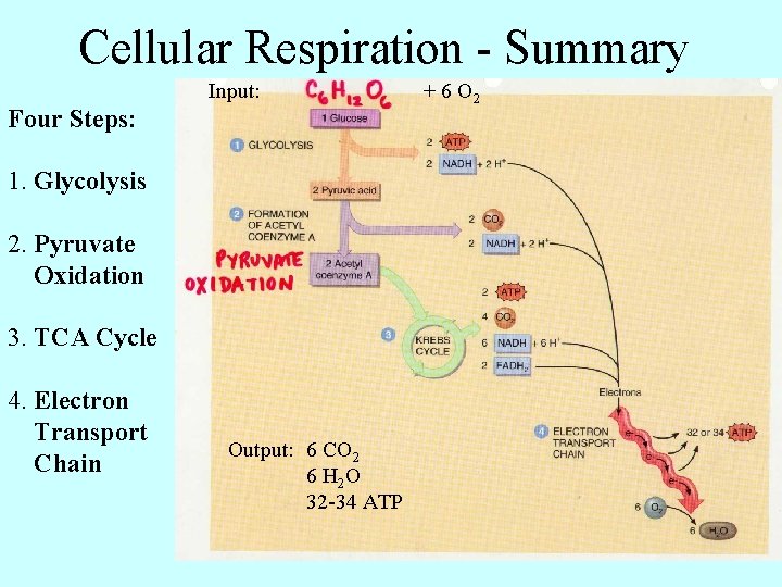 Cellular Respiration - Summary Input: Four Steps: 1. Glycolysis 2. Pyruvate Oxidation 3. TCA