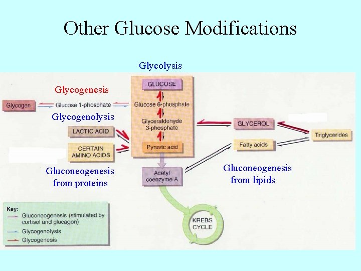 Other Glucose Modifications Glycolysis Glycogenesis Glycogenolysis Gluconeogenesis from proteins Gluconeogenesis from lipids 