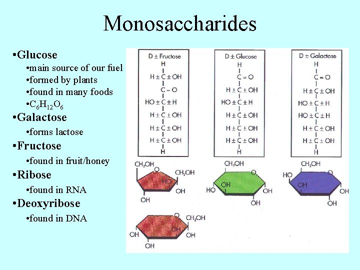 Monosaccharides • Glucose • main source of our fuel • formed by plants •
