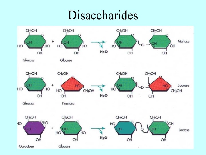 Disaccharides 