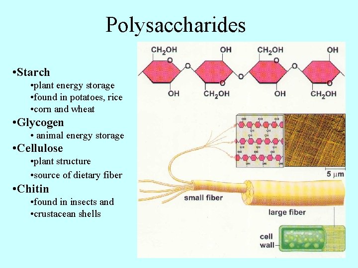 Polysaccharides • Starch • plant energy storage • found in potatoes, rice • corn